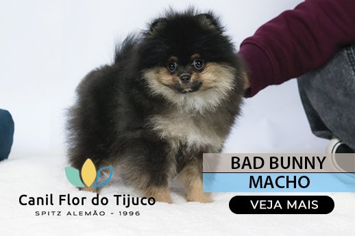 filhote de spitz alemão sp