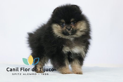 lulu da pomerania