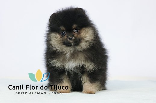 lulu da pomerania