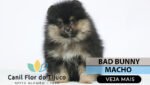 lulu da pomerania