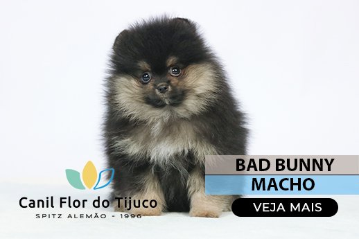 lulu da pomerania