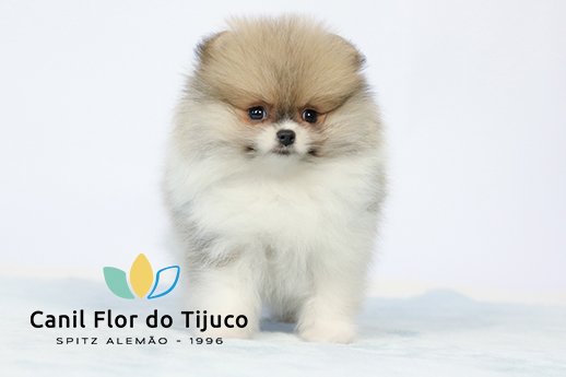filhote spitz alemão
