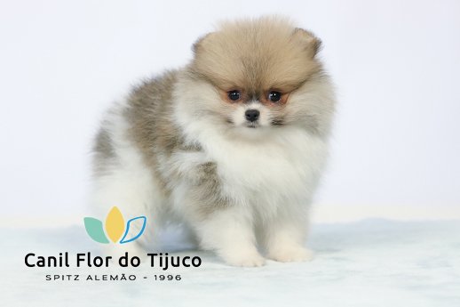 filhote spitz alemão