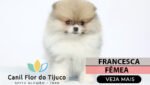 filhote spitz alemão