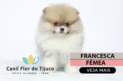 filhote spitz alemão