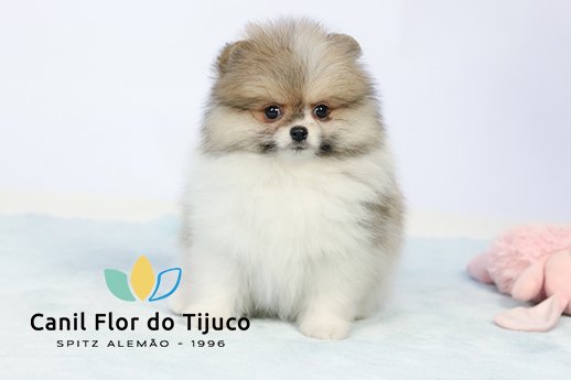 filhote de spitz alemão