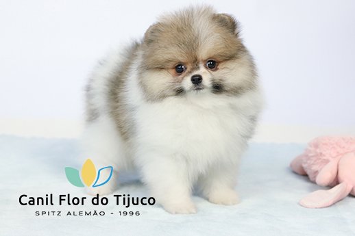filhote de spitz alemão