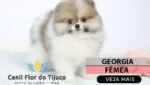 filhote de spitz alemão