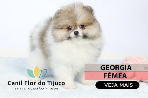 filhote de spitz alemão