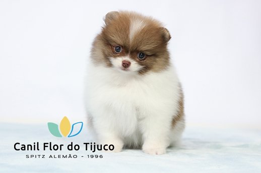 lulu da pomerania branco e beaver