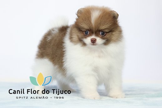 lulu da pomerania branco e beaver
