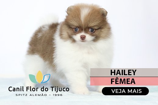 lulu da pomerania branco e beaver