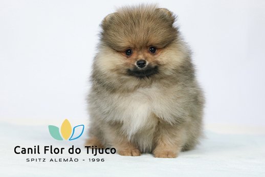spitz alemao