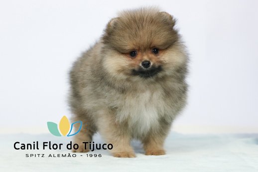 spitz alemao