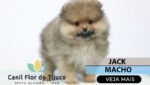 spitz alemao