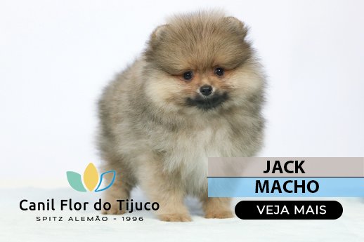 spitz alemao