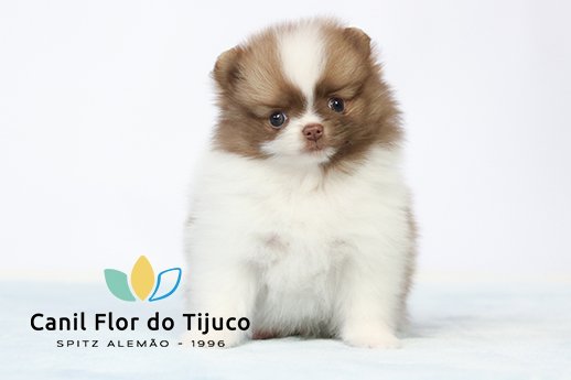 spitz alemão particolor beaver