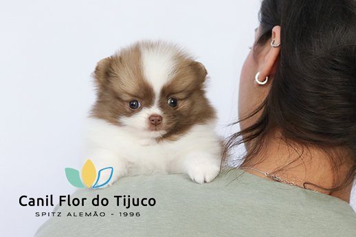 spitz alemão particolor beaver