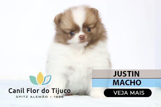 spitz alemão particolor beaver
