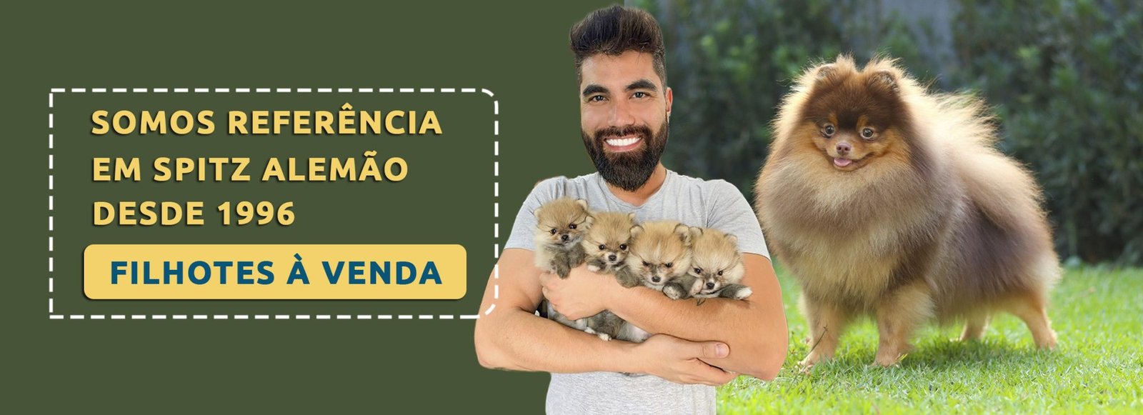 filhotes-ia-spitz-alemao-2340×850-8 banner canil flor do tijuco, especializado em spitz alemão